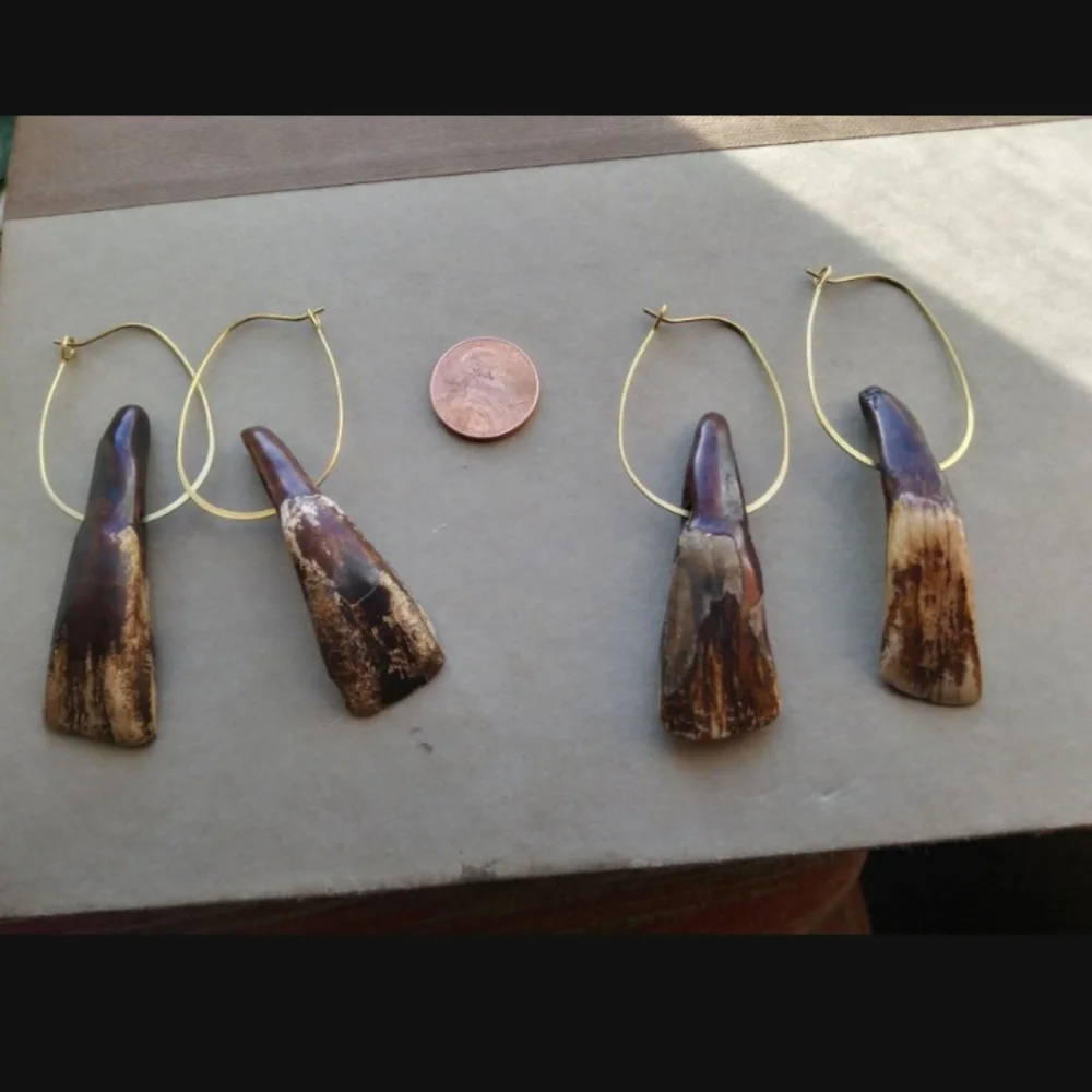 COPY - Authentic American Buffalo Teeth on Brass Hoops - Picture 7 of 7